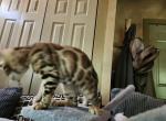 Winnie - Bengal Kitten For Sale - Fleetwood, PA, US