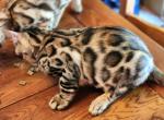 Tommy - Bengal Kitten For Sale - Fleetwood, PA, US