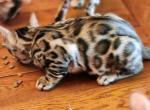 Bobby - Bengal Kitten For Sale - Fleetwood, PA, US