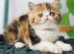 Betty - Exotic Kitten For Sale - Norwalk, CT, US