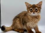 Walter - Somali Kitten For Sale - Miami, FL, US