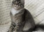 Persephone - Maine Coon Kitten For Sale - Portland, OR, US