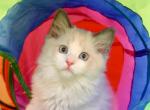 Irbis - Ragdoll Kitten For Sale - Philadelphia, PA, US