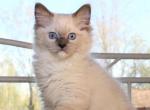 Irvin - Ragdoll Kitten For Sale - Philadelphia, PA, US