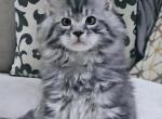 Litter I black silver mackerel male - Maine Coon Kitten For Sale - 
