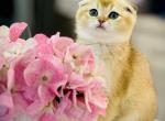 Sunny - Scottish Fold Kitten For Sale - Feasterville Trevose, PA, US