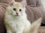 Fiona - Maine Coon Kitten For Sale - Virginia Beach, VA, US