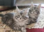 Litter M black silver mackerel and tabby girls - Maine Coon Kitten For Sale - 
