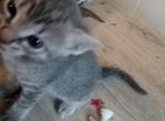 Different - Ocicat Kitten For Sale