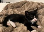 No name tuxedo cat - Domestic Kitten For Sale - Los Angeles, CA, US