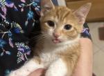 Multiple Orange Kittens for Sale - Siberian Kitten For Sale - West Springfield, MA, US
