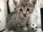 Joliet - Savannah Kitten For Sale - 