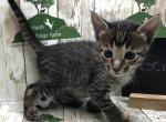Geneva - Savannah Kitten For Sale - 