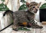 Austin - Savannah Kitten For Sale - 