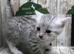 Aspen - Egyptian Mau Kitten For Sale - Franklin, NC, US