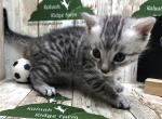 Fresno - Egyptian Mau Kitten For Sale - Franklin, NC, US