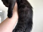 Melanistic Bengal Male Kitten - Bengal Kitten For Sale - Beach Park, IL, US