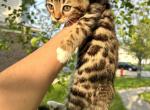 Bengal Female Kitten - Bengal Kitten For Sale - Beach Park, IL, US