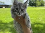 BOY B - Maine Coon Kitten For Sale - Chillicothe, MO, US