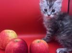 Adele - Maine Coon Kitten For Sale - Port St. Lucie, FL, US