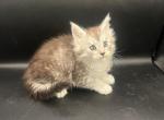 Aira - Maine Coon Cat For Sale - Port St. Lucie, FL, US