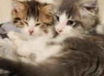 Hypoallergenic siberian duo - Siberian Kitten For Sale - Listowel, ON, CA