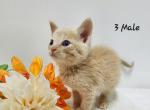 Hypoallergenic beige kitten - Siberian Kitten For Sale - Listowel, ON, CA