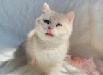 Blue Golden British shorthair boy - British Shorthair Kitten For Sale - Athens, GA, US