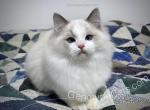 Pabst - Ragdoll Kitten For Sale - Tuscaloosa, AL, US