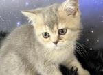 Scottish Fold Olivia Blue Golden girl AY25 - Scottish Fold Kitten For Sale - Odessa, FL, US