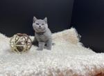 Haven - Scottish Straight Kitten For Sale - Boston, MA, US