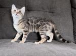 Lacy - Bengal Kitten For Sale - Calimesa, CA, US