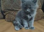 Jackie - Nebelung Kitten For Sale - West Springfield, MA, US