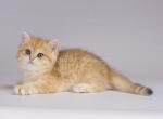 PUSS IN BOOTS golden british shorthair Loc in LA - British Shorthair Kitten For Sale - CA, US