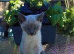 Sir Galahad - Siamese Kitten For Sale - Anza, CA, US