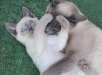 Lancelot - Siamese Kitten For Sale - Anza, CA, US