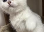 Litter E - Scottish Fold Kitten For Sale - Staten Island, NY, US