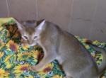 Ready now  SIMBA - Abyssinian Kitten For Sale - Plymouth, WI, US