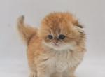 Chanel - Scottish Fold Kitten For Sale - Exton, PA, US