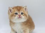 Cinnamon - British Shorthair Kitten For Sale - Exton, PA, US
