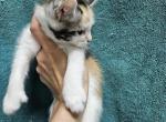 Rowena - Highlander Kitten For Sale - Rockford, IL, US