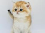 Hermes - British Shorthair Kitten For Sale - Exton, PA, US