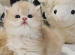 Yuki - British Shorthair Kitten For Sale - Exton, PA, US