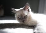 Ragdoll kittens - Ragdoll Kitten For Sale - Lowell, MA, US
