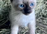 Skippy John - Siamese Kitten For Sale - Columbus, GA, US