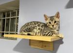 Silver boy - Bengal Kitten For Sale - 