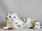 Nirvana - Scottish Fold Kitten For Sale - Norwalk, CT, US