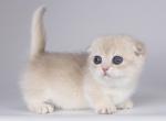 Rina - Munchkin Kitten For Sale - Norwalk, CT, US