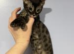 Charcoal Beauty - Bengal Kitten For Sale - 