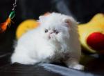 Penny - Persian Kitten For Sale - Hollywood, FL, US